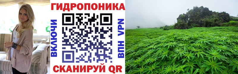 Каннабис конопля  Калининец 